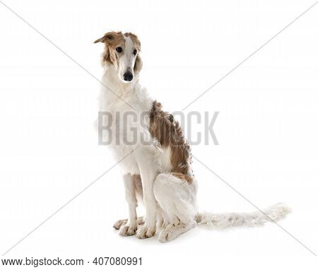 Young Borzoi In Front Of White Background