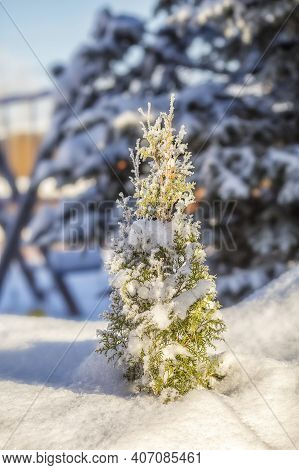 Close-up Of Tuya Tree Covered With Snow Frost In Winter