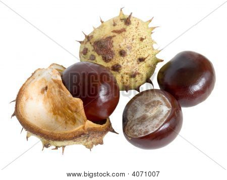 Den store engelske Conker (Horse Chestnut)