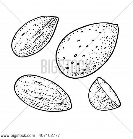Whole And Half Half Almonds Nuts With And Without Shell. Vector Engraving