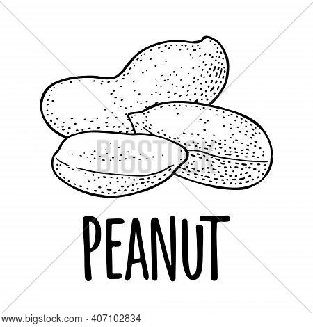 Whole And Half Peanut Seed With And Without Shell. Vector Engraving
