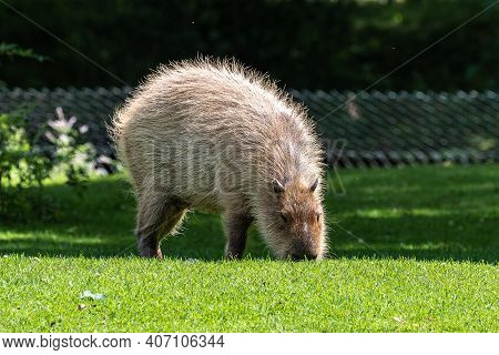 The Capybara, Hydrochoerus Hydrochaeris Is A Mammal Native To South America. It Is The Largest Livin