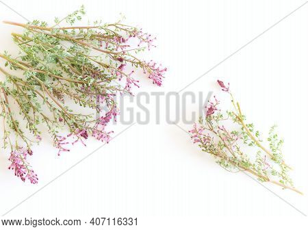 Fumaria Officinalis On A Wite Background.folk Medicine. Herbalists Use It To Treat Skin Diseases, An
