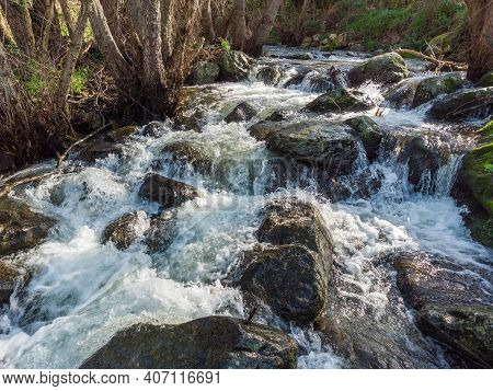 Mountain Stream Rushing Through A Woodland And Over Boulders Near Feliceto In The Balagne Region Of 