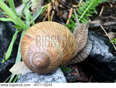 Small Garden Snail In Shell Crawling On Wet Road, Slug Hurry Home. Snail Slug Consist Of Edible Tast