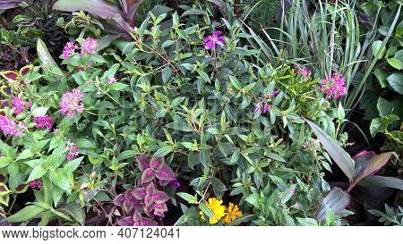 Scenic View Of Colorful Flowers For Multipurpose Use Such As Decoration, Printing, Etc
