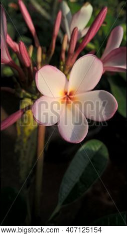 Scenic View Of Colorful Flowers For Multipurpose Use Such As Decoration, Printing, Etc