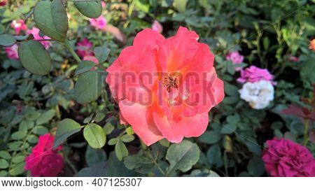 Scenic View Of Rose Flowers And Plants For Multipurpose Use