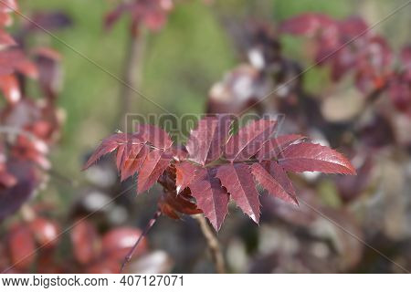 Oregon Grape Leaves - Latin Name - Berberis Aquifolium (mahonia Aquifolium)