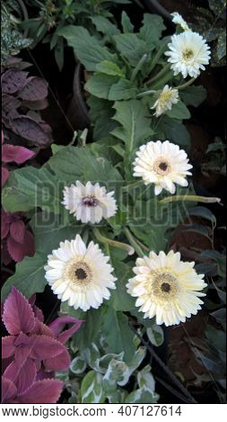 Scenic View Of Colorful Flowers For Multipurpose Use Such As Decoration, Printing, Etc