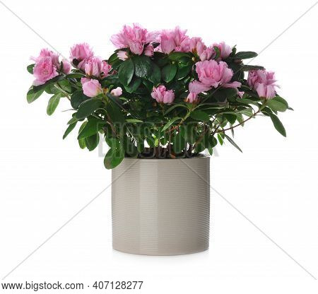 Beautiful Azalea Flower In Plant Pot Isolated On White. House Decor