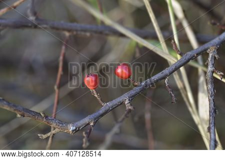 Rock Cotoneaster Red Berries - Latin Name - Cotoneaster Horizontalis