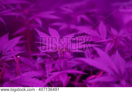 Cannabis Growing In Ultraviolet Fluorescent Light
