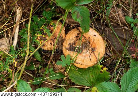 Edible Mushrooms Wolly Milkcap Grow In The Forest. Soft Focus