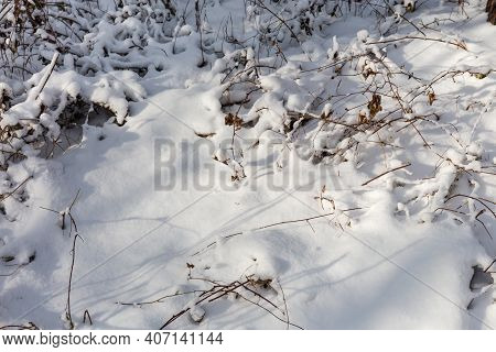 Small Shrubs And Withered Grass Covered With Freshly Fallen Snow In Forest, Background