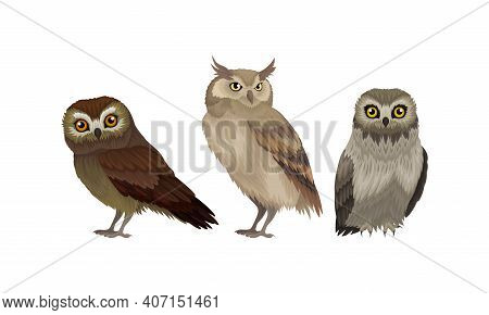 Different Species Of Owls As Nocturnal Birds Of Prey With Hawk-like Beak And Forward-facing Eyes Vec