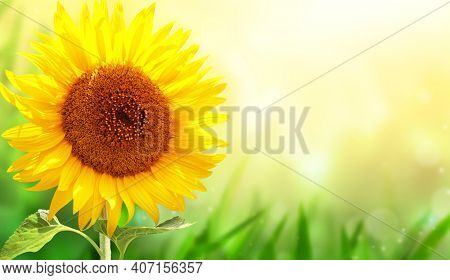 Bright yellow sunflower on green blurred sunny background. Horizontal summer banner with single sunflower and grass. Copy space for text. Mock up template