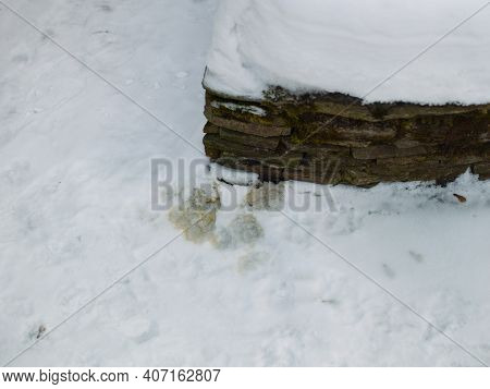 Yellow Pee Of A Dog On The Snow, Outdoor Close Up