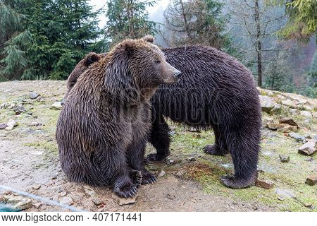 Brown Bear (lat. Ursus Arctos) Stainding In The Forest. Bear For A Walk