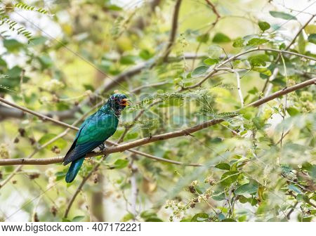 Male Asian Emerald Cuckoo Perching On Tree Branch , Thailand