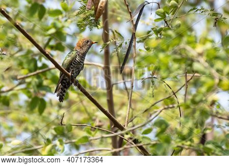 Female Asian Emerald Cuckoo Perching On Tree Branch , Thailand