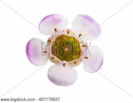 Flower Wax Myrtle Isolated On White Background