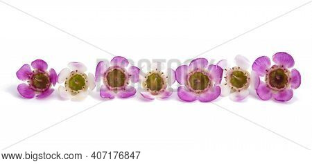 Wax Myrtle  Flower Isolated On White Background