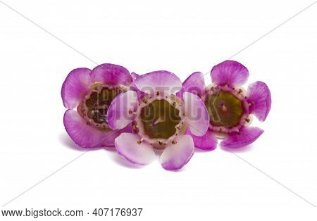 Wax Myrtle  Flower Isolated On White Background