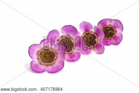 Wax Myrtle  Flower Isolated On White Background