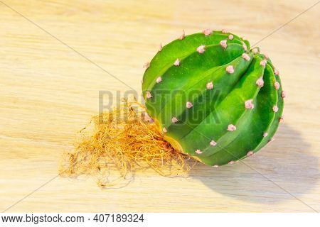 Round Chubby Ball Echinopsis Cactus With Dense Roots Ready For Transplant