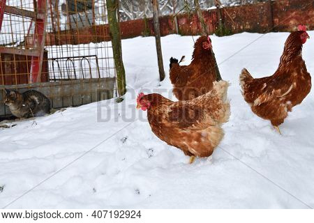 Domestic Chickens On Breeding Field In The Village Walk On Snow In Winter