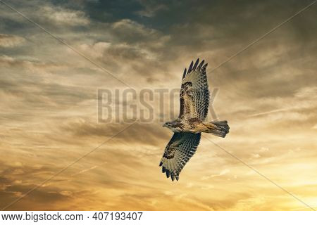 Large Bird Of Prey Soars In The Dramatic Golden Brown Sky, And Hunts In The Wilderness. Majestic Bro