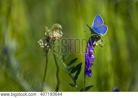 Polyommatus Cyaniris Semiargus, Blue Mazarin. Butterfly Sits On A Purple Meadow Flower. Natural Blur