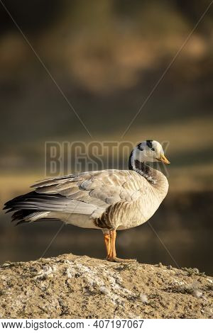 Bar-headed Or Bar Headed Goose Portrait In An Open Field During Winter Migration At Forest Of Centra