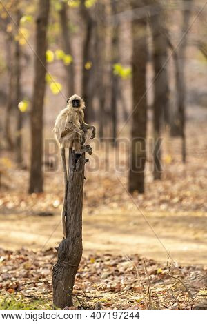 Gray Or Hanuman Langurs Or Indian Langur Or Monkey Portrait Perched On Tree Trunk During Outdoor Jun