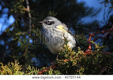 Warbler giallo-rumped (dendroica Coronata)