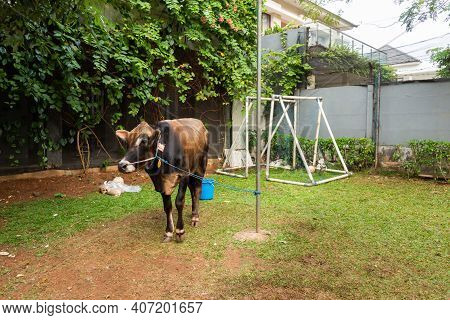 A Cow Tied Up On A Football Pitch In A Housing Complex In Indonesia, Before Being Slaughtered Or Sac