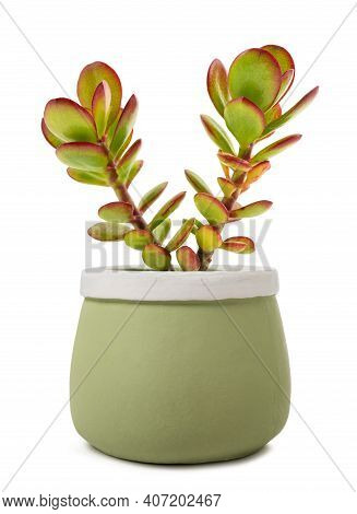 Crassula Portulacea Plant In Vase Isolated On White Background