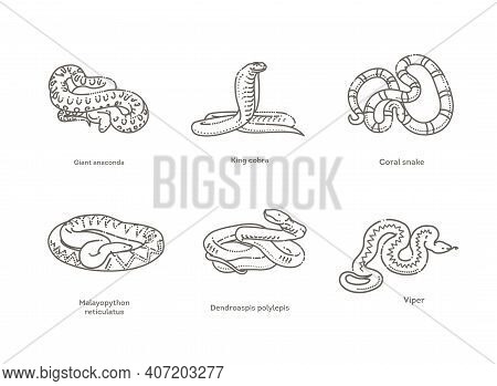 Snakes Icons Set. Line Design. Vector Collection