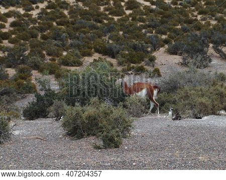 Guanaco In The Bush Of The Valdes Peninsula, Argentina. High Quality Photo
