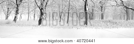 Panorama af vinter skov med træer dækket sne