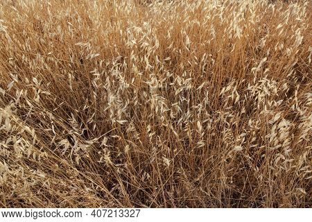 Wild Nature In The Fields Of Andalusia
