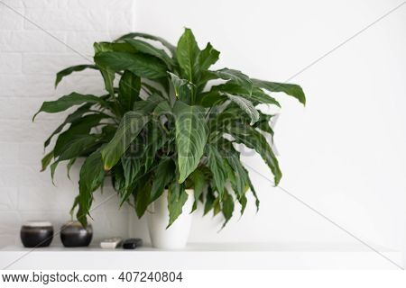 Horizontal Image Of A Bright Living Room With A Large Tropical Houseplant, Giant White Bird Of Parad