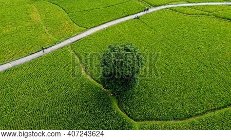 Aerial View Of Rice Fields On Terraced Of Cariu, Bogor, Indonesia. Indonesia Landscapes. Bogor - Ind