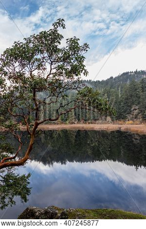 Arbutus Tree, Forest And Clouds Reflecting In A Tranquil Lake On Vancouver Island, British Columbia