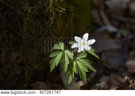 White Flower Illuminated By The Sun In A Shady Forest