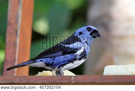 White-bellied Tanager (tangara Brasiliensis), Perched On A Log. Itacaré, Bahia, Brazil