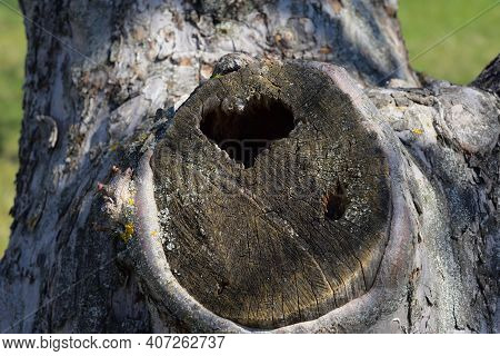A Hollow In A Tree In The Form Of A Heart