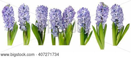 Purple Hyacinth Flowers With Leaves Isolated On White. Hyacinthus Spring Plants. Seven Objects Set.