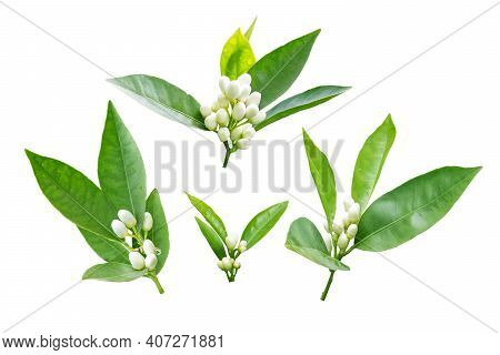 Orange Tree Flowers Branches Set Isolated On White. Neroli Blossom. White Buds And Green Leaves.